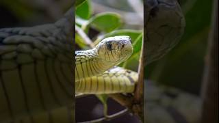 La Serpiente tigre americana Spilotes pullatus 🐍 serpientes culebras reptiles [upl. by Gensmer674]