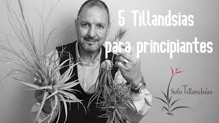 5 Tillandsias para Principiantes [upl. by Philcox541]