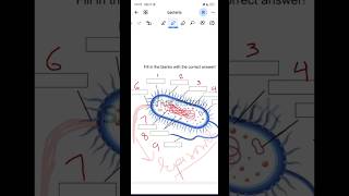 Labelling the ultra structure of bacteria botany science viralvideo viralshort bacteria like [upl. by Halika]