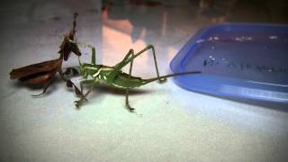 Mantis vs Carnivorous Katydid Round 1 [upl. by Derrej]