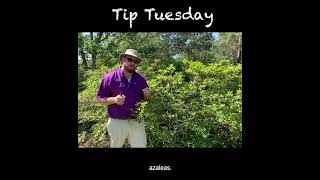 When and How to Prune Azaleas [upl. by Neelyar]