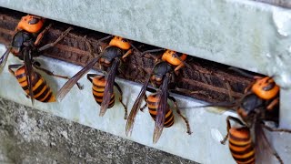 Why are giant hornets poking their heads into this beehive [upl. by Darby481]