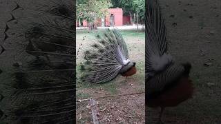 peacock dance peacocksound shorts viral trending [upl. by Arot]