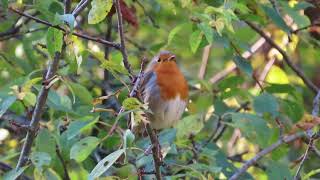 Голоса птиц  Зарянка Erithacus rubecula ВільшанкаEuropean Robin [upl. by Dilly]