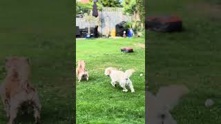 Milo the Cavapoochon and Alfie v Robot Flymo puppy cute pets cavapoochon roboticlawnmower [upl. by Fielding]