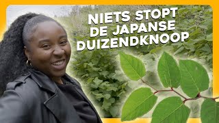 Hoe kom je van de DUIZENDKNOOP af  Maar Natuurlijk [upl. by Aselehc]