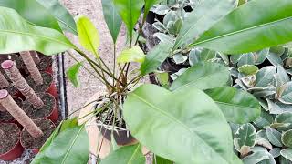 Anthurium Gracile  Live from the Nursery Series [upl. by Anidan]