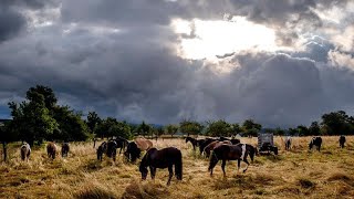 quotFür einen Sommersturm wirklich extremquot Unwetter fegt über Holland und Deutschland [upl. by Annaihr]