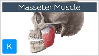 Masseter Muscle Origin Insertion Innervation amp Function  Anatomy  Kenhub [upl. by Ayota]