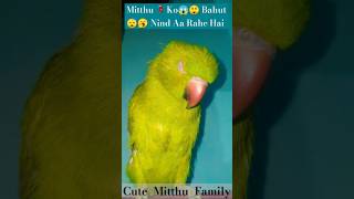 shortsfeed parrot parrotlover parrottalking birds cute parrotspeak parrotentertainment [upl. by Alol]