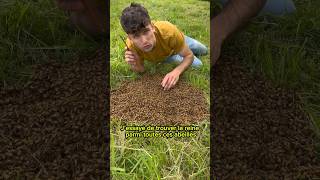 🐝Récupération d’un essaim d’abeilles au sol🐝 abeille bee apiculture ruche miel reine [upl. by Siraved]