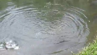 Pesca de trucha truchera Piedra Lisa Girardota Antioquia  Fishing Colombia [upl. by Laet859]