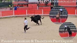 CAVAILLON Course de Taureaux Emboulés Finale Trophée du Luberon 9112024 [upl. by Chandos]