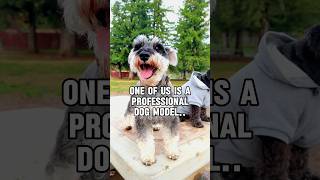 Why my Schnauzer could never be a dog model minischnauzer [upl. by Araic911]