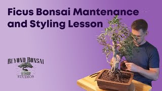 Bonsai Maintenance Guide  Ficus Microcarpa Bonsai Styling [upl. by Menis]