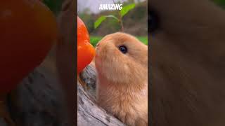 Nice cuteeating rabbitsviral veido help me guyesten millonveiwsfor youpagecuteanimal 44 [upl. by Stanwinn]