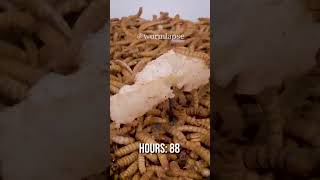 10 000 Mealworms vs PECORINO CHEESE [upl. by Ilowell816]