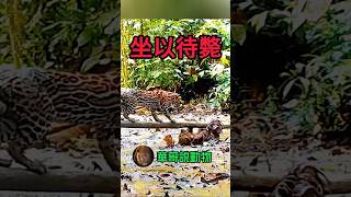 樹懶對豹貓說，別白費力氣了，我的字典裡沒有「坐以待斃」四個字 animal wildlife wildanimals nature 動物 animals 華哥説動物 wild [upl. by Adaran932]