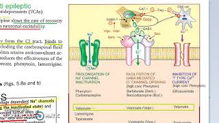 Pharmacology 413 j AntiEpileptics Carbamazepine MOA [upl. by Glynis318]