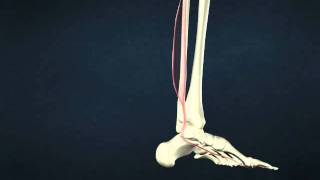 flexor hallucis longus [upl. by Jew]