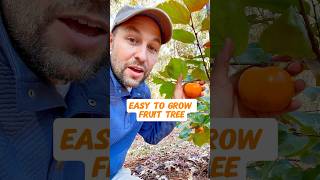 Persimmons an Easy to Grow Fruit Tree shorts fruittrees gardening orchard growyourownfood [upl. by Darrick93]