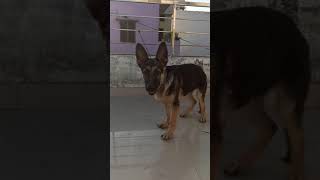 German Shepherd Puppy Barking [upl. by Nojid]