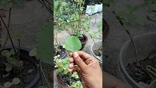 കഞ്ഞിക്കൂർക്ക  Coleus aromaticus farmer secretgarden [upl. by Tiphani]