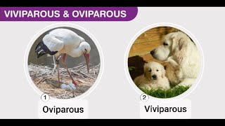 Viviparous and Oviparous animals  Reproduction in animals [upl. by Molini]