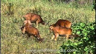 Barasingha in the grasslands of Kanha [upl. by Pirozzo477]