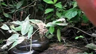 anaconda in Cuyabeno Ecuador [upl. by Neersin]