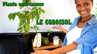 Anti cancer naturel  le Corossol  Graviola [upl. by Jefferey]