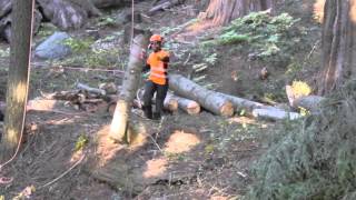 Arborist Training Institute Japan helping to preserve Giant Sequoia Trees [upl. by Namrej]