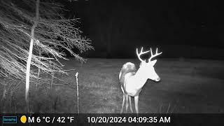 Orchardside Trail Cam Oct 2022 2024 [upl. by Ashling]