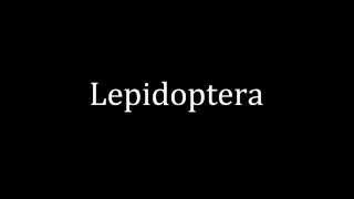 How to pronounce Lepidoptera [upl. by Hako]