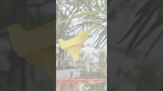 Beautiful Yellow Flowers music mainagarkahoon bollywood love nature gardenbeauty flowers [upl. by Ahsiner]