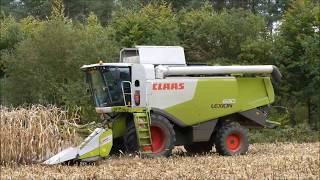 Ooms mais dorsen 2017 1  Claas Lexion 630 [upl. by Botti29]