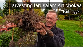 Harvesting Jerusalem Artichokes [upl. by Matthus]