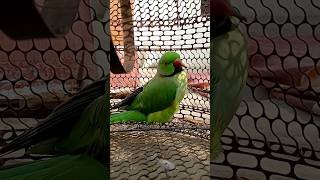 parrot parrottalking parrotlover birds funny ytshorts [upl. by Orravan]