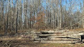 Clearing Land on a Wisconsin Homestead  Hard Work in the Northwoods [upl. by O'Neil50]