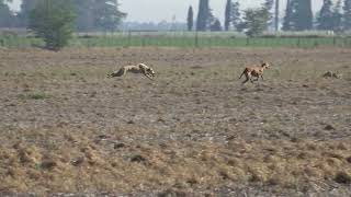 galgos de campo galgos y liebres [upl. by Lukin]