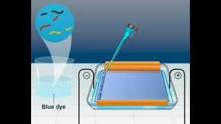 Gel electrophoresis  Class 12 Science Meritnationcom [upl. by Ainitsirhc325]