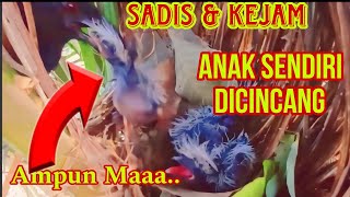 KEJAM ANAK SENDIRI DICINCANG DIJADIKAN MAKANAN [upl. by Friend732]