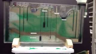 Aquifer penetration video using sandtank groundwater model [upl. by Shaina]