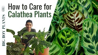 How to Care for Calathea Plants  My Collection [upl. by Lehcear927]