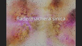 Radermachera sinica [upl. by Arika482]