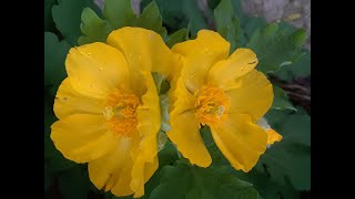 Wood Poppy Stylophorum diphyllum [upl. by Reyem]