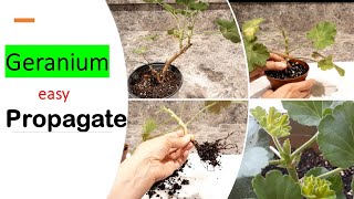 How to PROPAGATE GERANIUMSPelargoniumGeranium stem cuttinggrow [upl. by Winshell492]