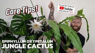 EPIPHYLLUM OXYPETALUM The Jungle Cactus Care tips [upl. by Oiratnom105]