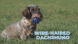 WireHaired Dachshund Dog Breed Information 101 [upl. by Sitelc541]