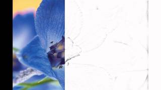 Auto Draw 2 Blue Delphinium [upl. by Lida736]